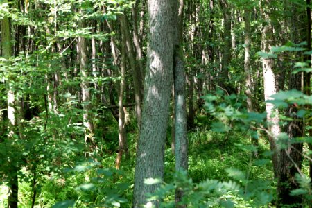 Herrensee, Lange-Damm-Wiesen und Barnim-Hänge 2020-08-05 76