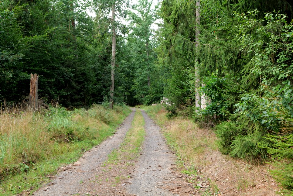 Herrenwald Stadtallendorf 2020-08-21 73