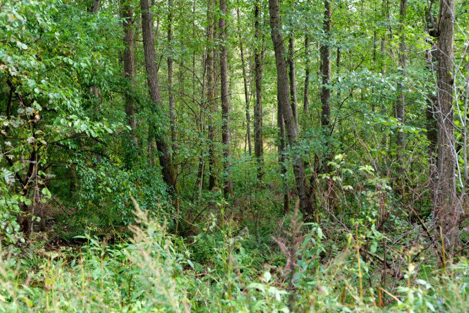 Herrenwald Stadtallendorf 2020-10-07 09