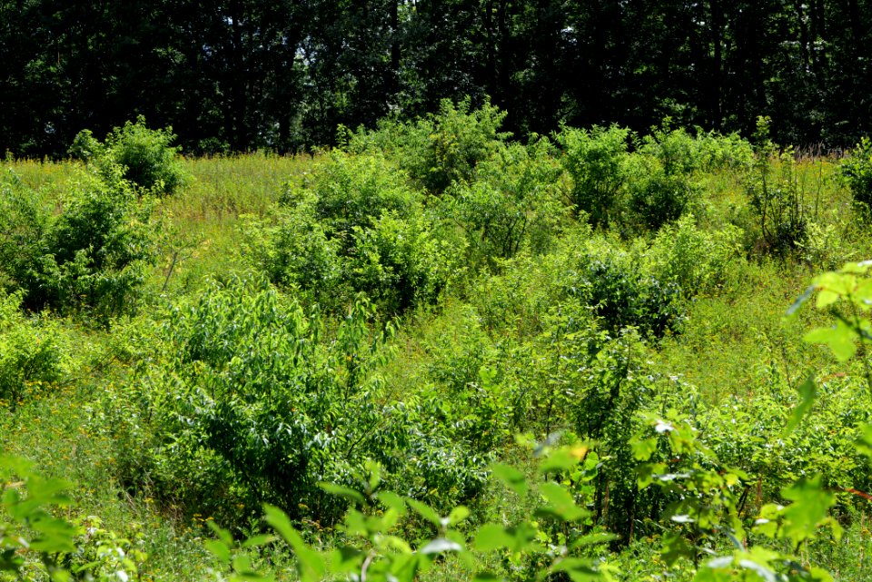 Herrensee, Lange-Damm-Wiesen und Barnim-Hänge 2020-08-05 38
