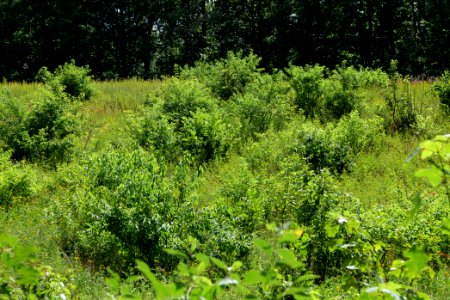 Herrensee, Lange-Damm-Wiesen und Barnim-Hänge 2020-08-05 38