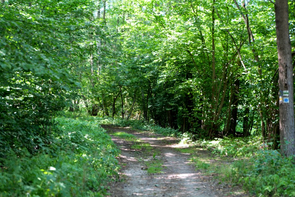 Herrensee, Lange-Damm-Wiesen und Barnim-Hänge 2020-08-05 58