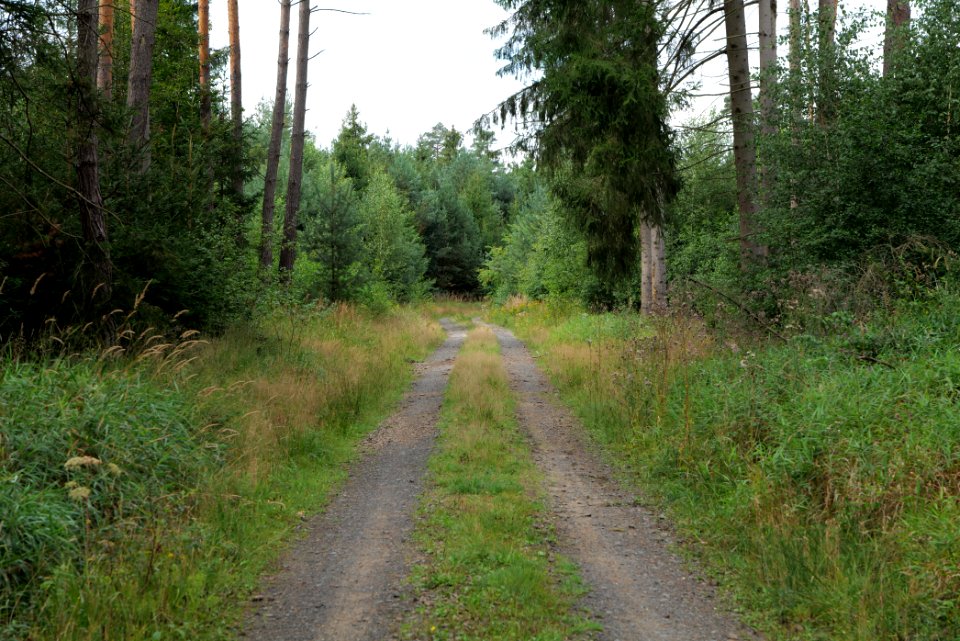 Herrenwald Stadtallendorf 2020-08-21 72