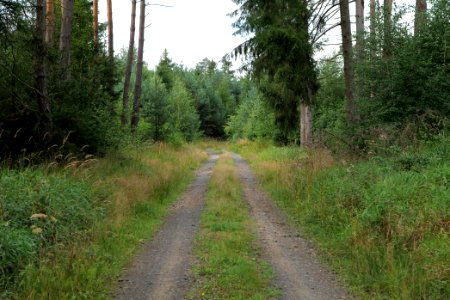 Herrenwald Stadtallendorf 2020-08-21 72