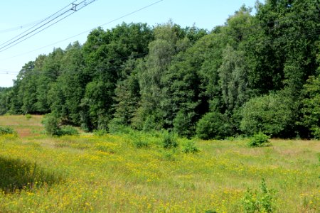 Herrensee, Lange-Damm-Wiesen und Barnim-Hänge 2020-08-05 45