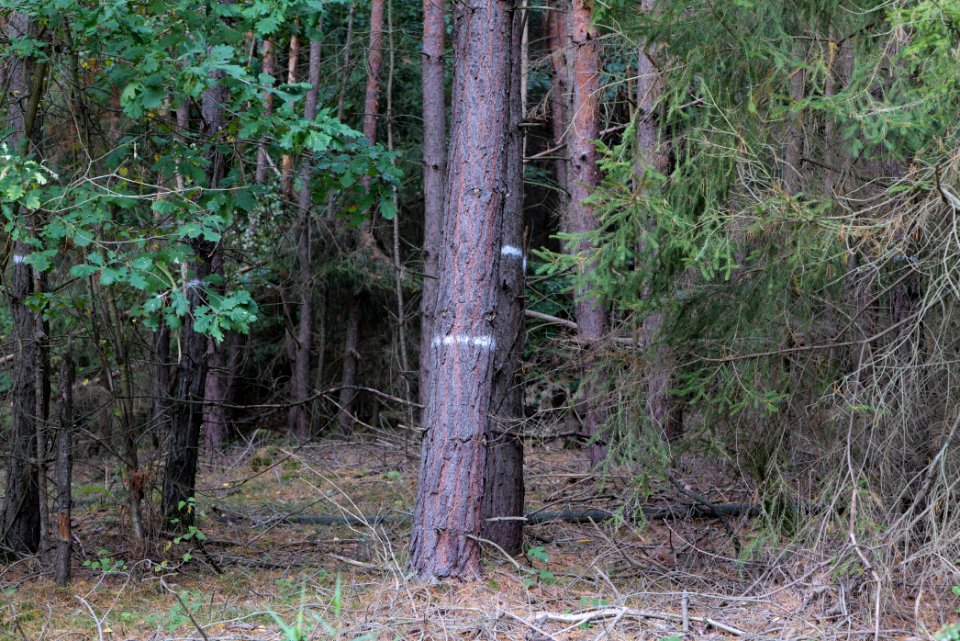 Herrenwald Stadtallendorf 2020-10-04 04