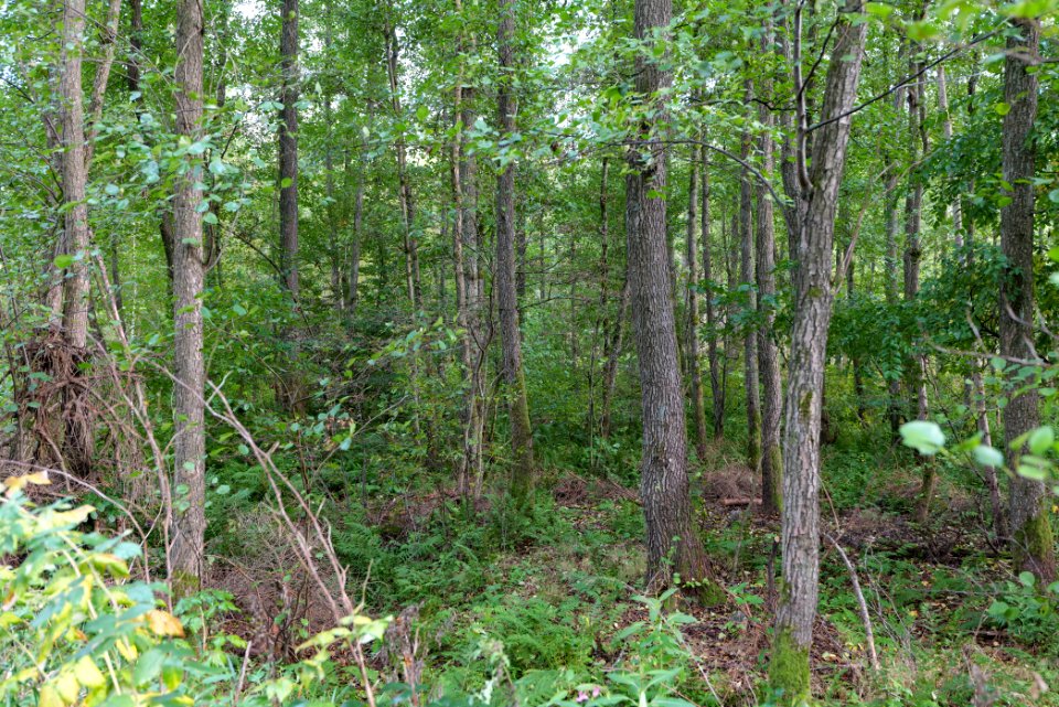 Herrenwald Stadtallendorf 2020-10-07 14