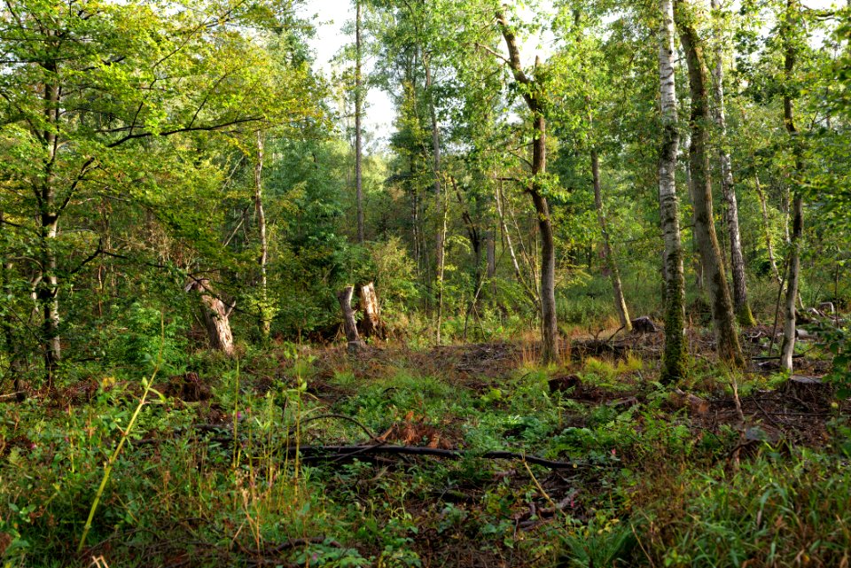 Herrenwald Stadtallendorf 2020-10-07 03