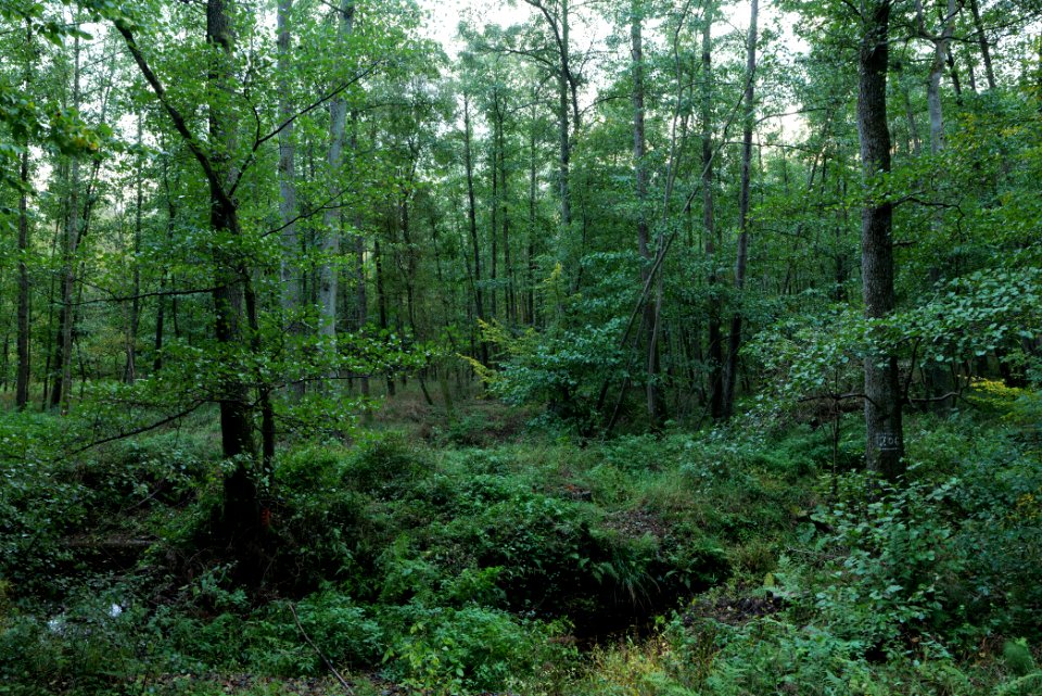 Herrenwald Stadtallendorf 2020-10-07 38