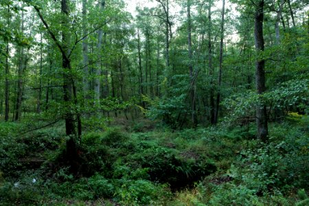 Herrenwald Stadtallendorf 2020-10-07 38