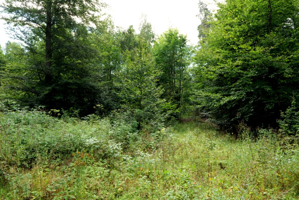 Herrenwald Stadtallendorf 2020-08-21 75