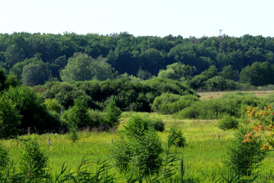 Herrensee, Lange-Damm-Wiesen und Barnim-Hänge 2020-08-05 231