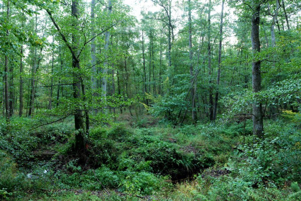 Herrenwald Stadtallendorf 2020-10-07 40