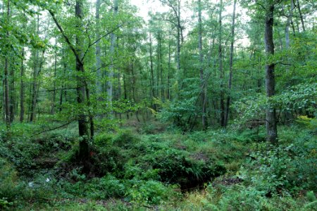 Herrenwald Stadtallendorf 2020-10-07 40