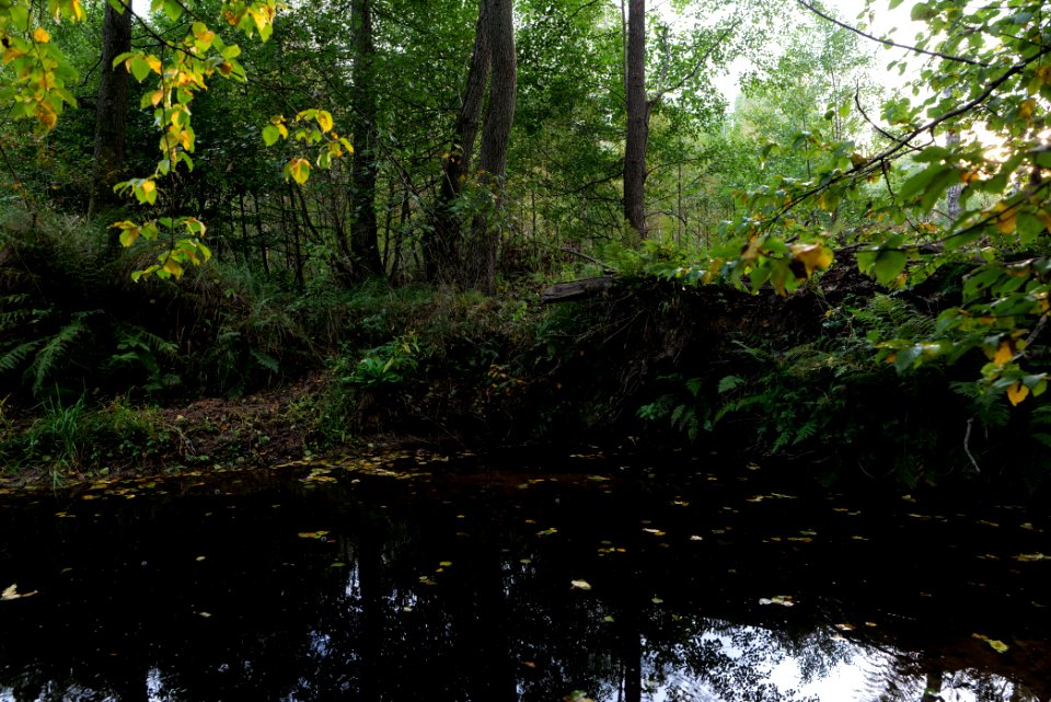 Herrenwald Stadtallendorf 2020-10-07 35