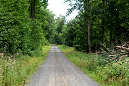 Herrenwald Stadtallendorf 2020-08-21 76