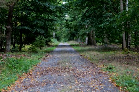 Herrenwald Stadtallendorf 2020-10-04 06