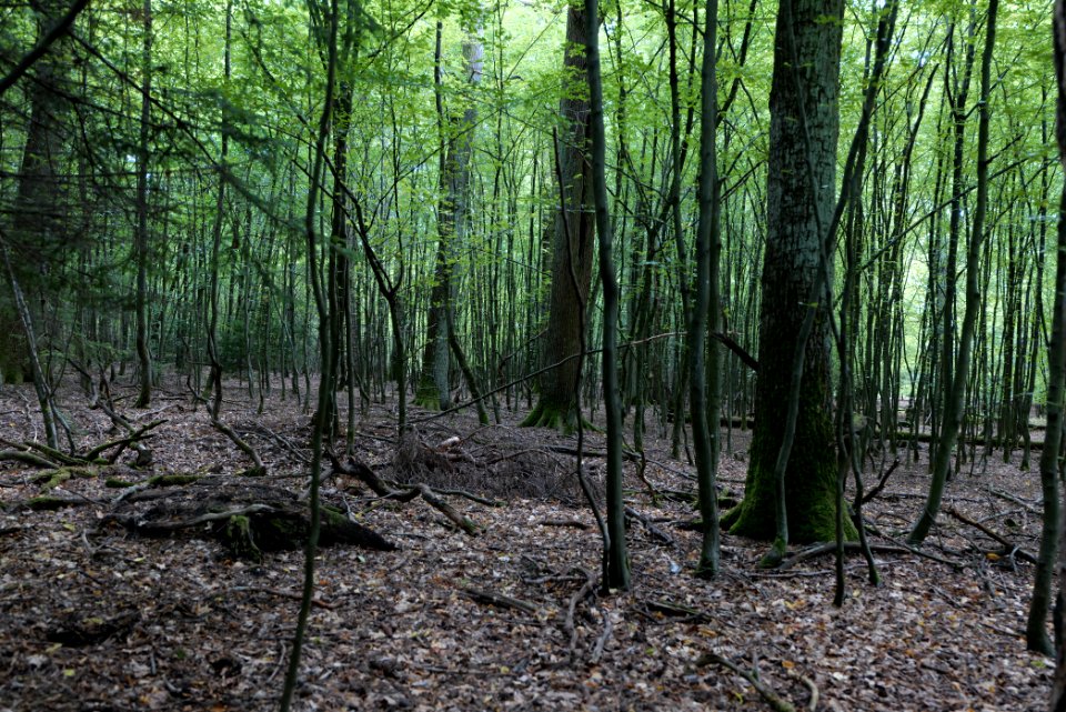 Herrenwald Stadtallendorf 2020-08-21 48