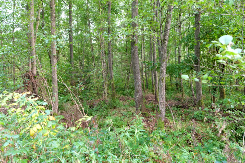 Herrenwald Stadtallendorf 2020-10-07 11