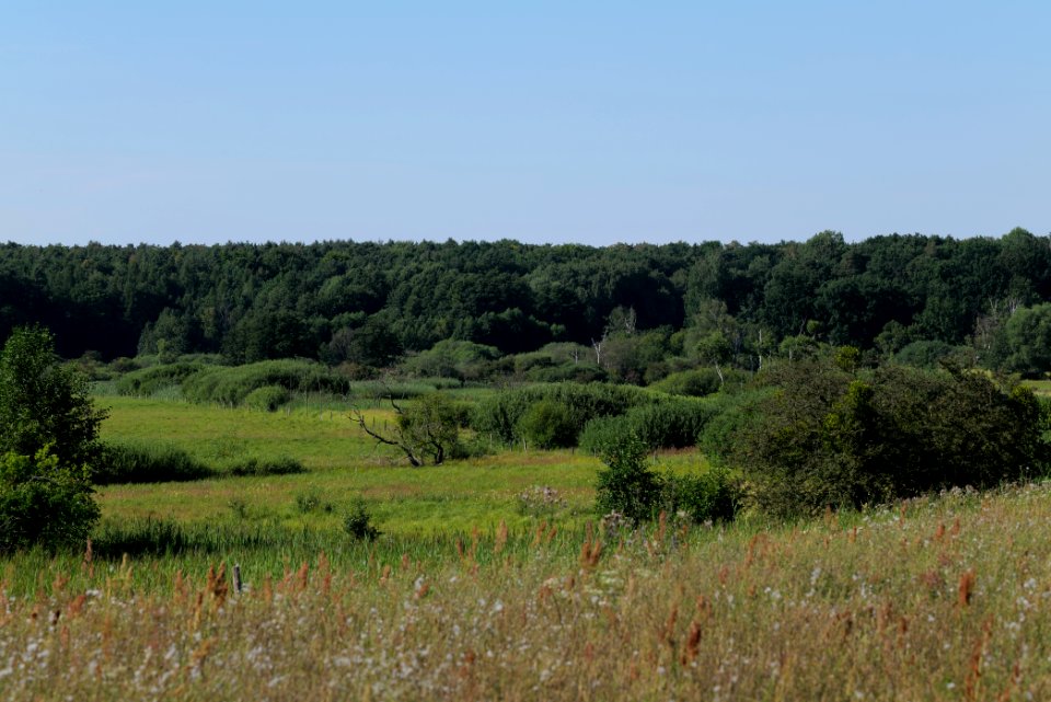 Herrensee, Lange-Damm-Wiesen und Barnim-Hänge 2020-08-05 235
