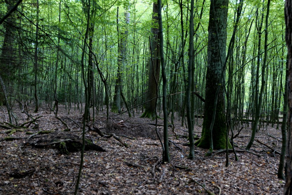 Herrenwald Stadtallendorf 2020-08-21 49