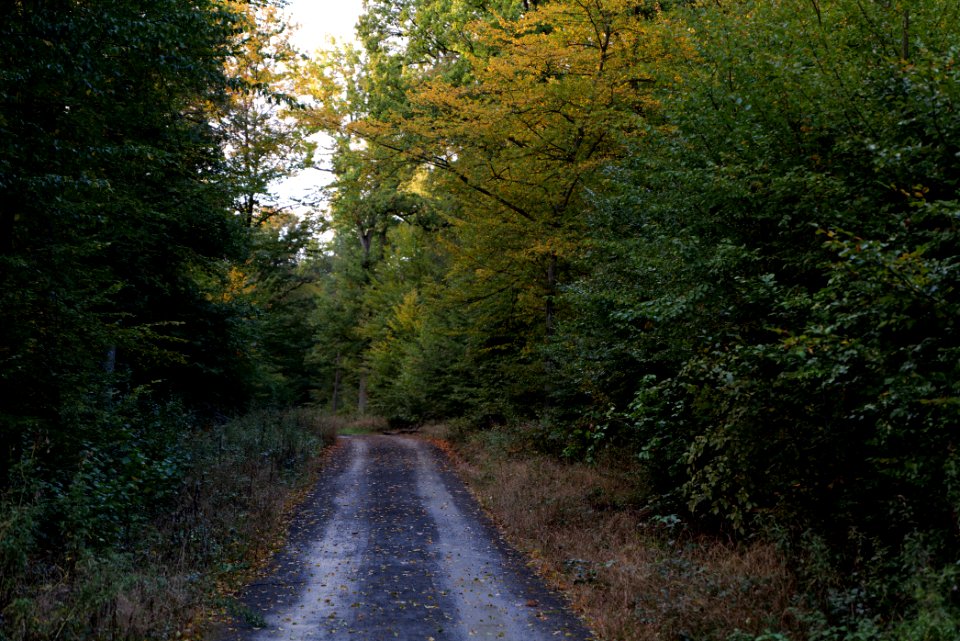 Herrenwald Stadtallendorf 2020-10-07 54