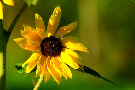 Bloom yellow late summer photo