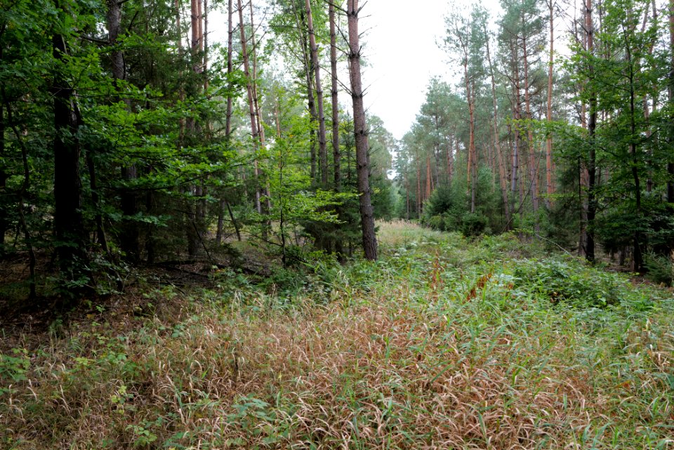 Herrenwald Stadtallendorf 2020-10-04 01