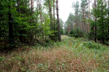 Herrenwald Stadtallendorf 2020-10-04 01