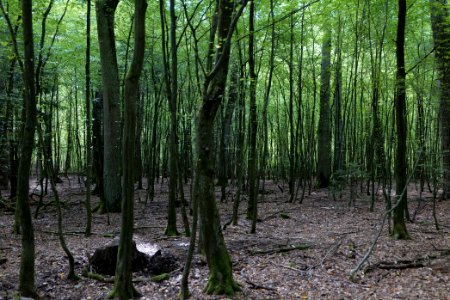 Herrenwald Stadtallendorf 2020-08-21 44