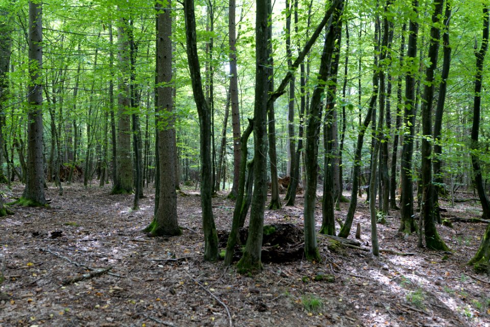 Herrenwald Stadtallendorf 2020-08-21 32