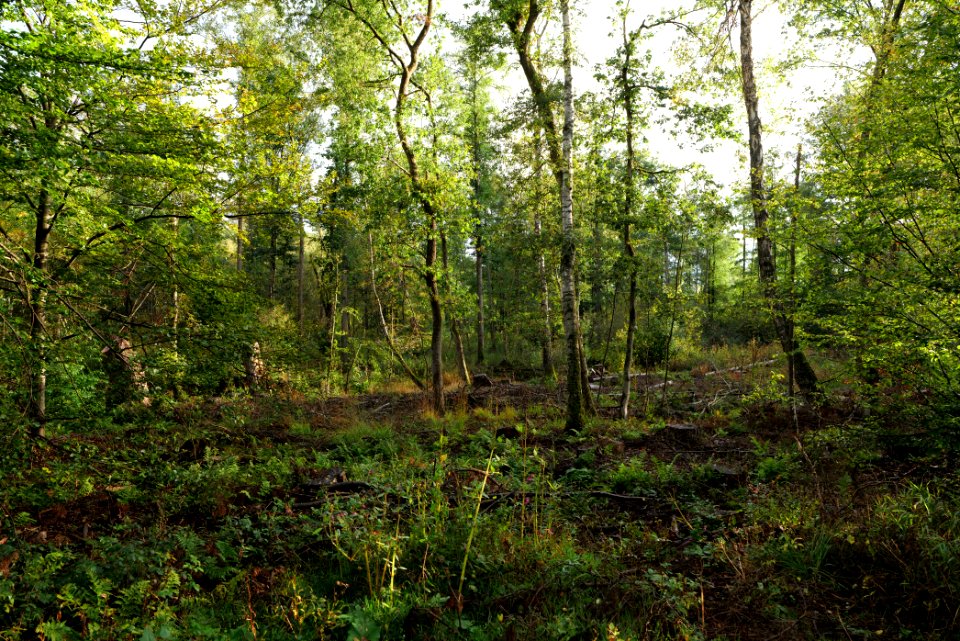 Herrenwald Stadtallendorf 2020-10-07 05
