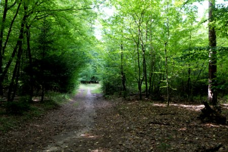 Herrenwald Stadtallendorf 2020-08-21 30