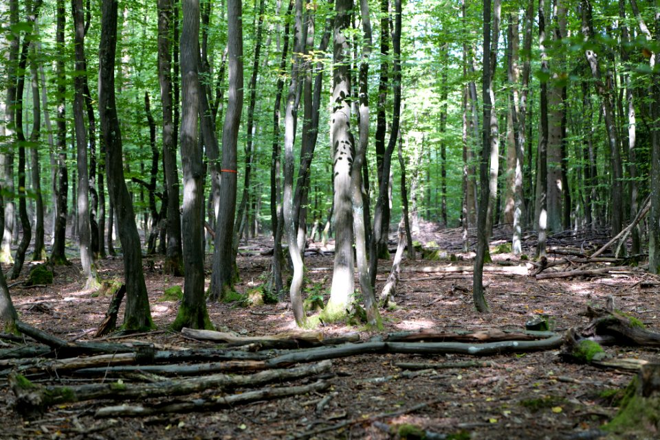 Herrenwald Stadtallendorf 2020-08-21 26