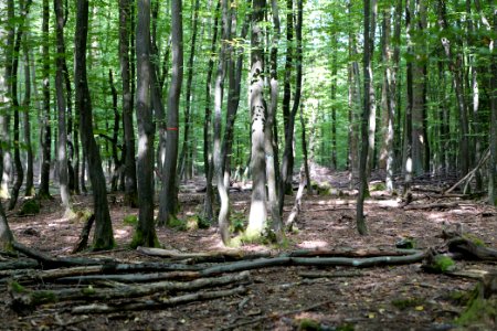 Herrenwald Stadtallendorf 2020-08-21 26