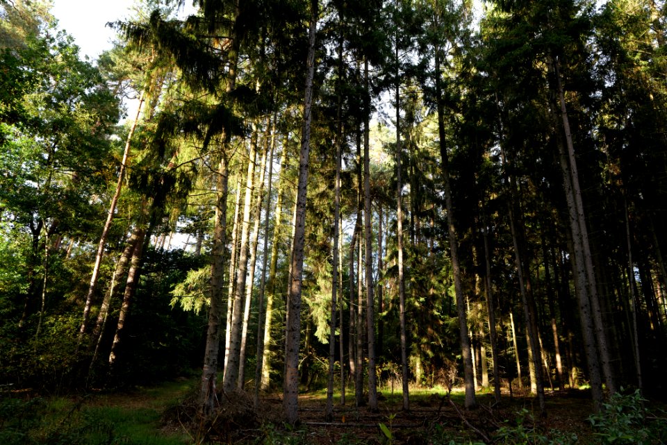 Herrenwald Stadtallendorf 2020-10-07 02