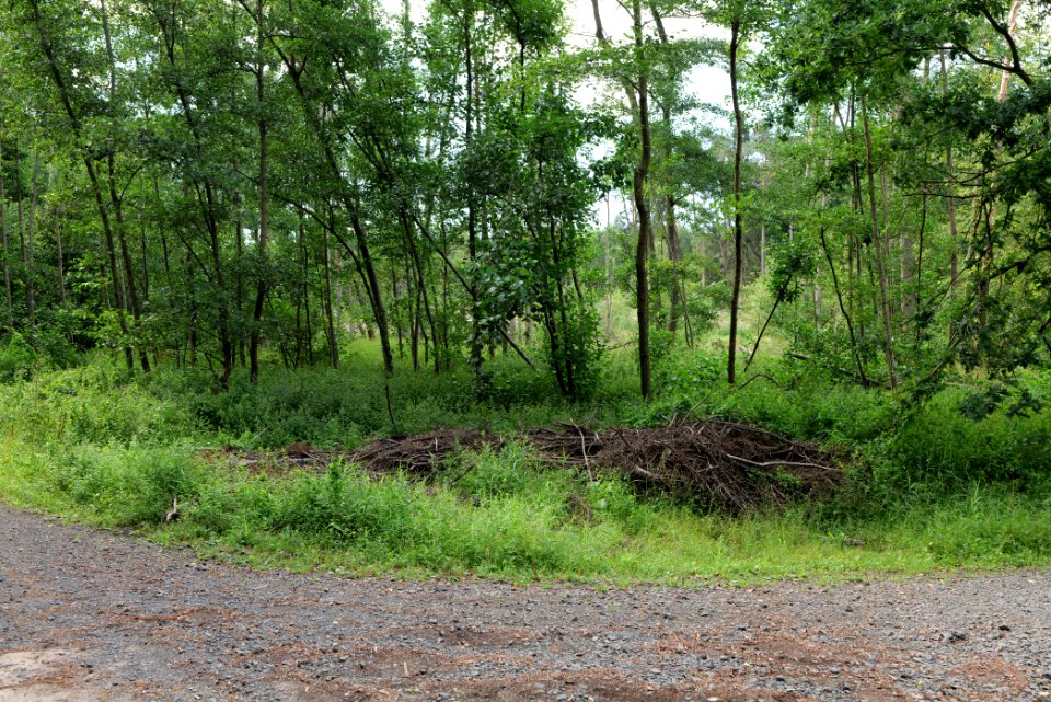 Herrenwald Stadtallendorf 2020-08-21 55