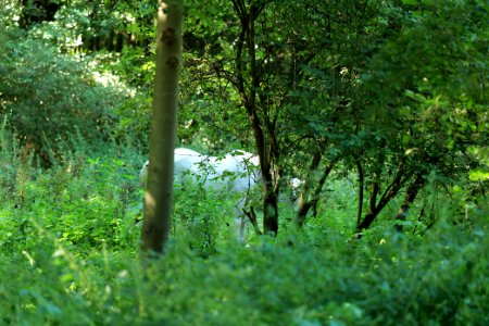 Herrensee, Lange-Damm-Wiesen und Barnim-Hänge 2020-08-05 236