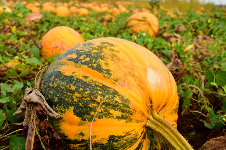 Color harvest time colorful