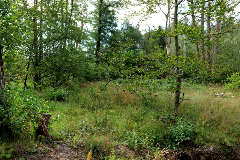 Herrenwald Stadtallendorf 2020-08-21 56