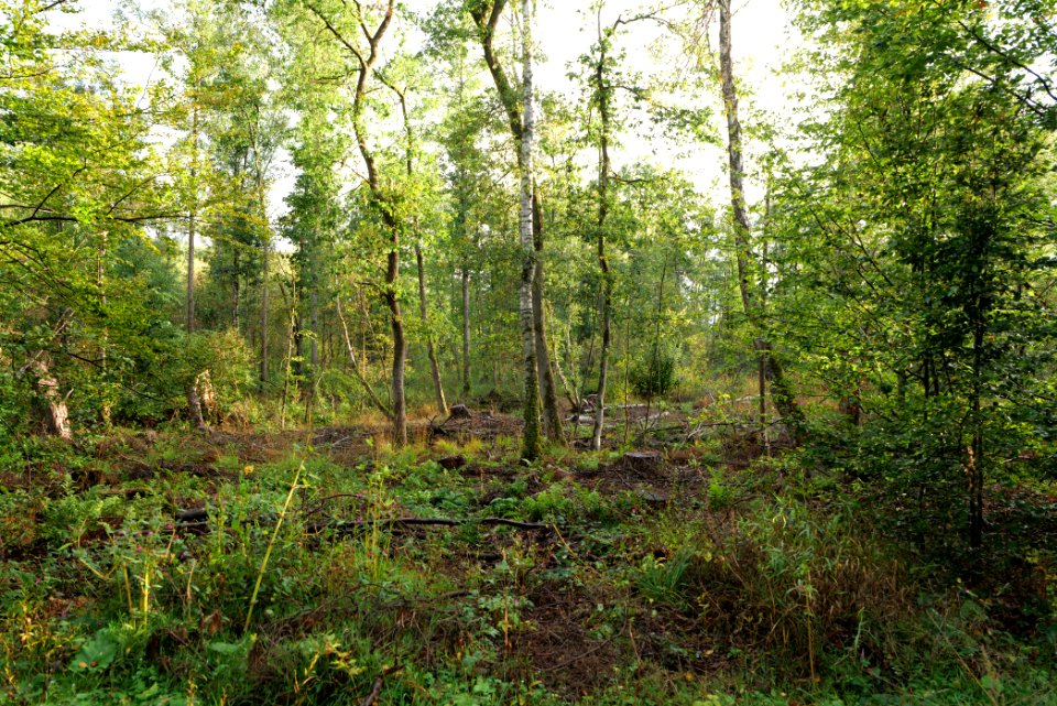 Herrenwald Stadtallendorf 2020-10-07 07