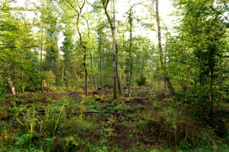 Herrenwald Stadtallendorf 2020-10-07 07