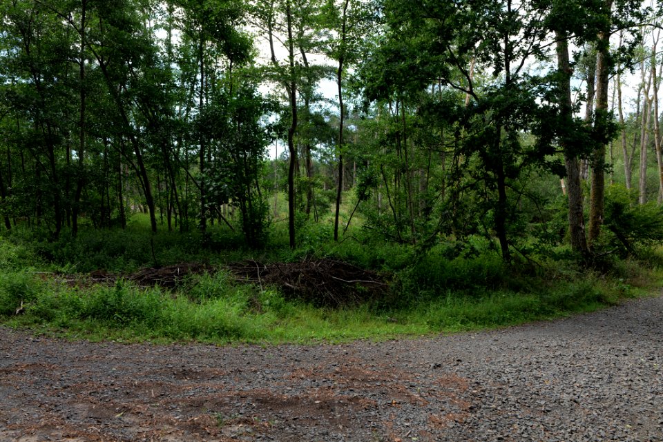 Herrenwald Stadtallendorf 2020-08-21 51