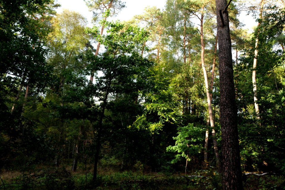 Herrenwald Stadtallendorf 2020-10-07 01