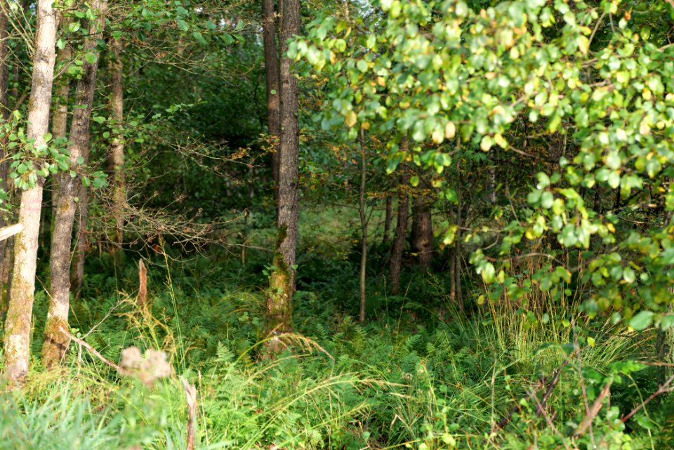 Herrenwald Stadtallendorf 2020-10-07 20