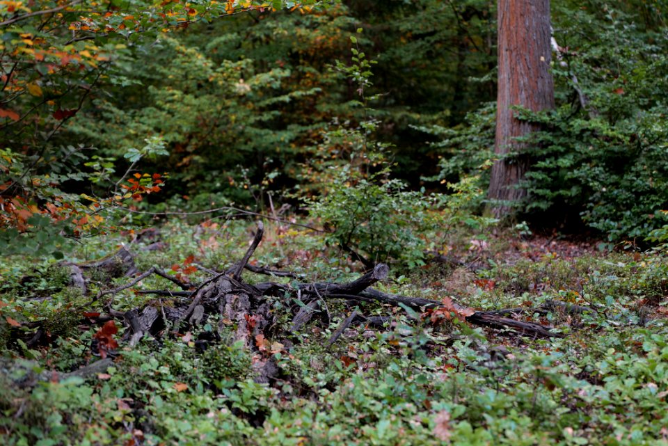 Herrenwald Stadtallendorf 2020-10-07 71