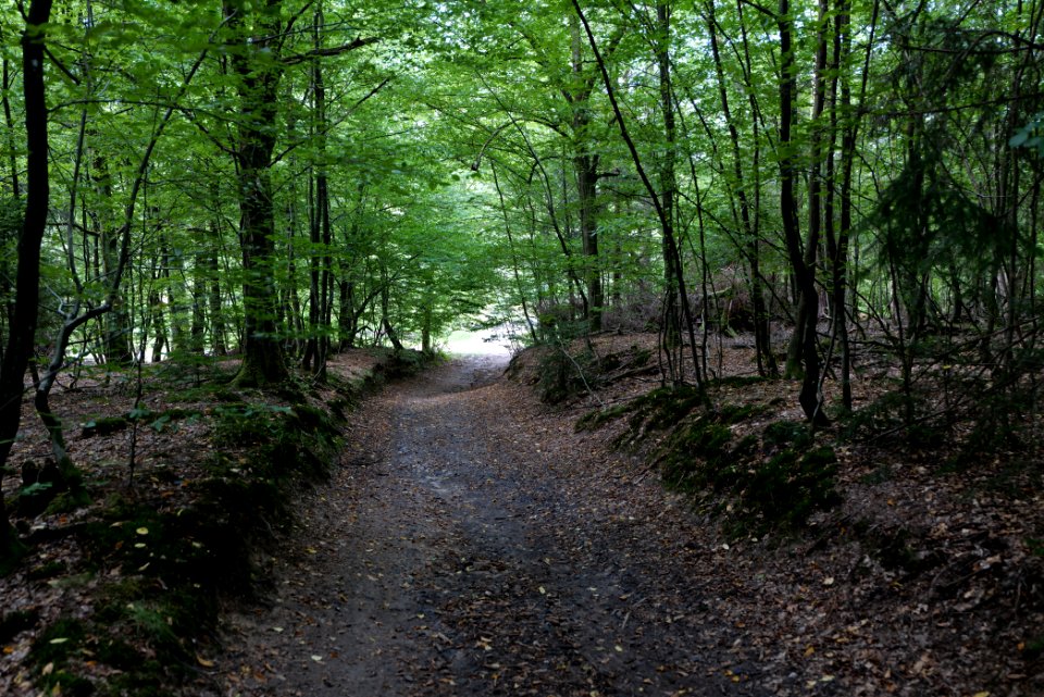 Herrenwald Stadtallendorf 2020-08-21 46