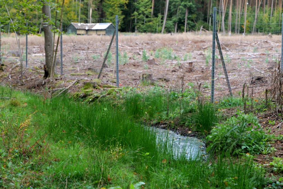 Herrenwald Stadtallendorf 2020-10-04 08