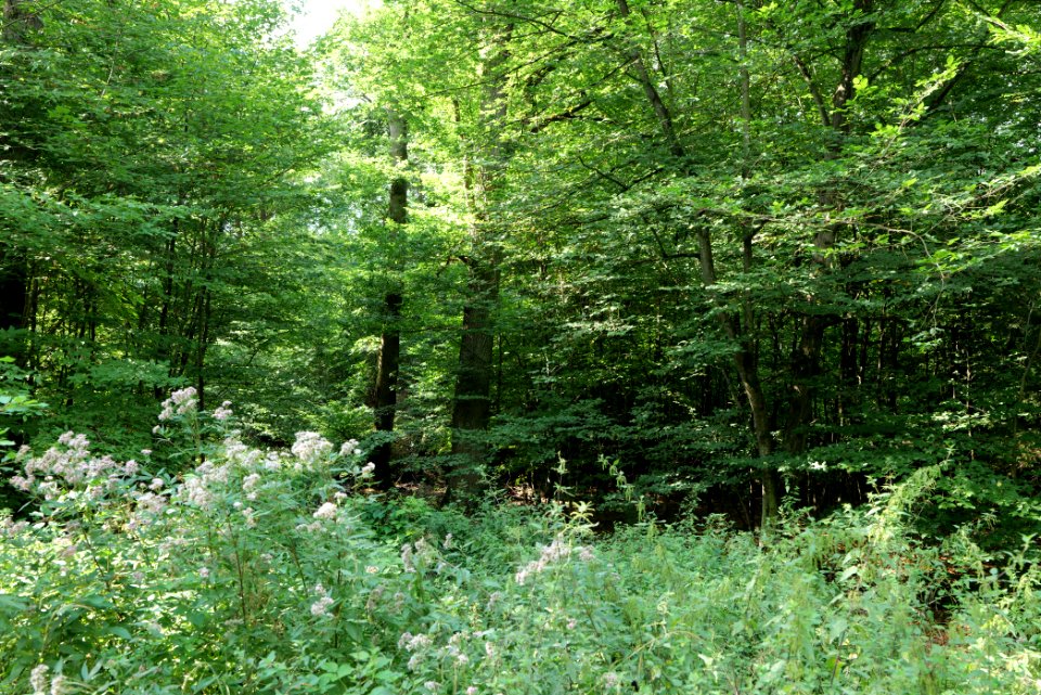 Herrenwald Stadtallendorf 2020-08-21 06