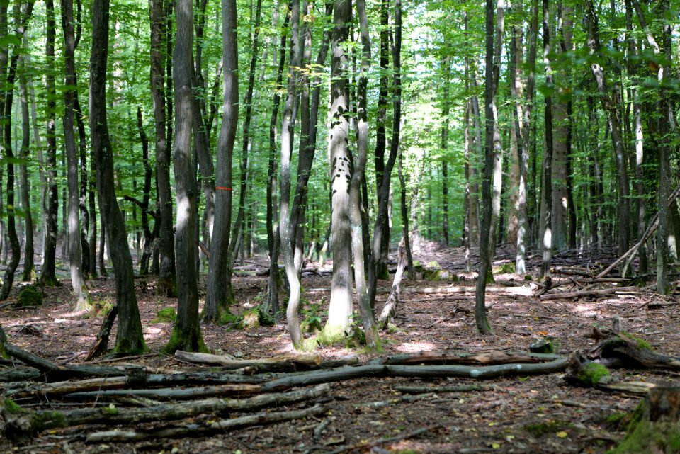 Herrenwald Stadtallendorf 2020-08-21 27